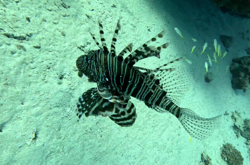 services-bg Cattura50