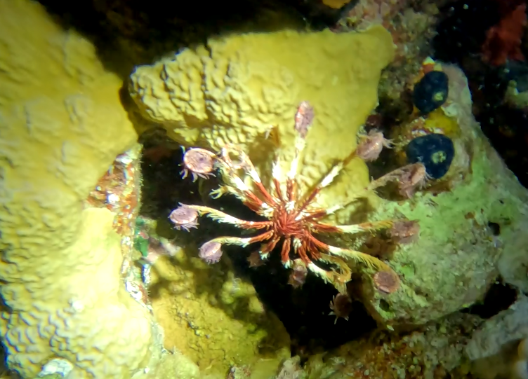 services-01 Cattura96